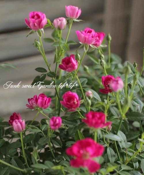 i>Rosa.Min</i><BR><BR>ミニバラ赤花レンゲローズ<BR>『ローズ