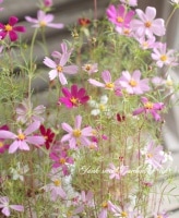 <i>Cosmos bipinnatus</i><BR><BR>�˾��ء���ΤҤ饳���⥹<BR>�ؤ����ʤ�����<BR>����MIX