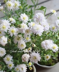 Ȭ�ź餭���İ������ɺ�����־��֡��������ꥹ���إ���ѥˡ�������������