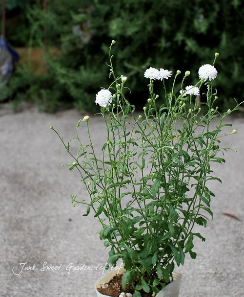 無農薬　発根苗　2本　カラーリーフ　白小花(ᵔᴥᵔ)かわいい 無農薬 発根苗 2本 カラーリーフ 白小花(ᵔᴥᵔ)かわいい 苗