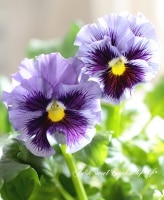 <i>Viola��wittrockiana</i><BR><BR>�ե��ѥ󥸡�<BR>�եꥺ�륷����<BR>�إ֥롼��