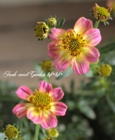 <i>Bidens laevis</i><BR><BR>󥿡⥹<BR> إԥ󥯥ϥˡ