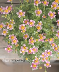 󥿡⥹ӥǥ󥹡 ءإץ꡼