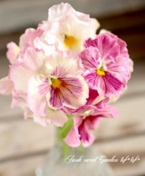 ���ѥ󥸡�����ˡ��� �ؤ�⤳��