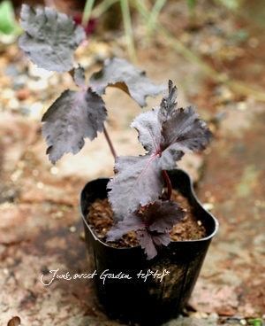 Cryptotaenia japonica Atropurpurea�����ȿ��٤������եߥĥ�