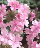 <i>Verbena spp.</i><BR><BR>�ɺ��С��٥�<BR>�إ��եȥԥ󥯡�