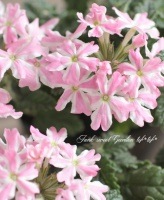 <i>Verbena spp.</i><BR><BR>�ɺ��С��٥�<BR>�إԥ󥯥��ȥ饤�ס�