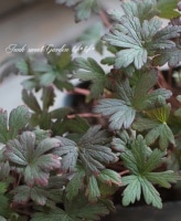 <i>Geranium</i><BR><BR>˥<BR>إߥåɥʥȥ饦