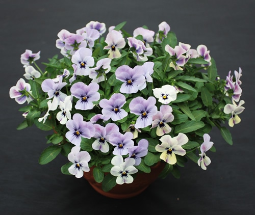 ◆◆MIYABIさま　ＬＡ5♥ビオラレディ ♥希少♥人気品種♥ ◇◇MIYABIさま LA5♥ビオラレディ ♥希少♥人気品種♥ ビオラ・ももか