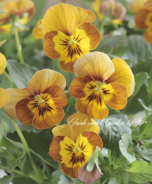 i>Viola×wittrockiana </i><BR><BR>SSセレクションビオラ<BR>ソルベ