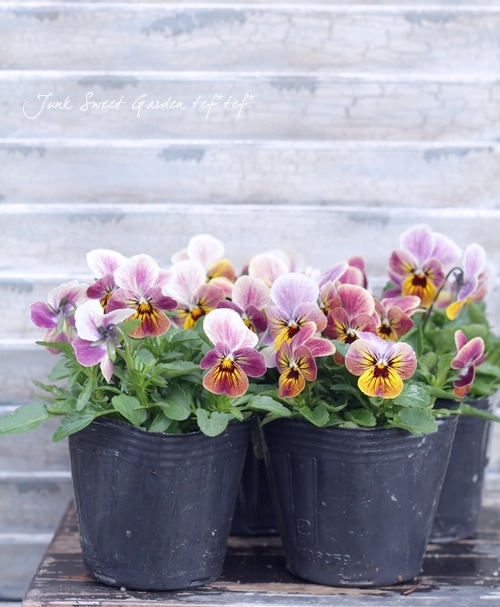 ハンドメイド　ビオラ ハンドメイド ビオラ i>Viola×wittrockiana </i><BR><BR>ビオラ<BR