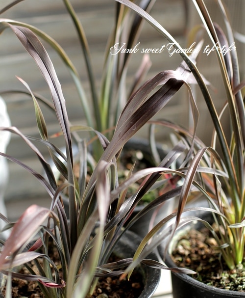 i>Phormium tenax</i><BR><BR>シャープなライン！<BR>ニューサイラン