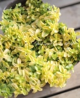 <i>Veronica repens</i><BR><BR>�Ѵ���¿ǯ��ҵҶ��<BR>�٥��˥�����ڥ�<BR>�إ��󥷥㥤���