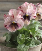 <i>Viola��wittrockiana </i><BR><BR>�ե��ѥ󥸡�<BR>�إ����ƥ��ߥå�����