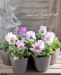 ���ե��ѥ󥸡������ˤʤ륹�ߥ졡�إѥ���