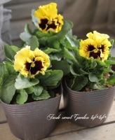 <i>Viola��wittrockiana </i><BR><BR>�ե��ѥ󥸡�<BR>���ˤʤ륹�ߥ�<BR>�إ��쥤���