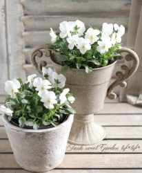 ���ӥ��顦��⤫���꡼�����ؤ�����