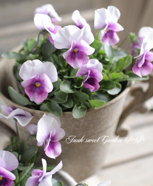 ◇ビオラ ソルベシリーズ 『オーキッドローズビーコン』 | すべての