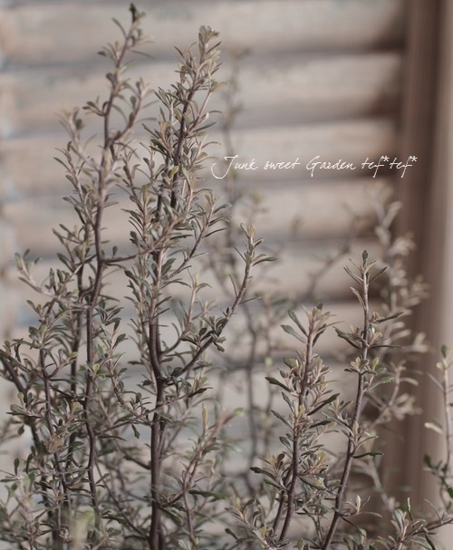 コロキア・コトネアスター 『ワイヤースター』 すべての商品 Junk sweet Garden tef*tef*