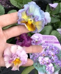 �ե��ѥ󥸡����ե�եꡡ�إ�٥������