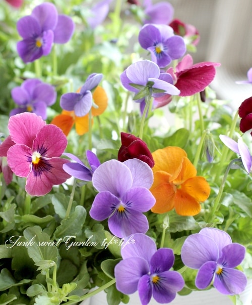 八ヶ岳ビオラ スイーツミックス 『マンゴーアイスフルーツ添え