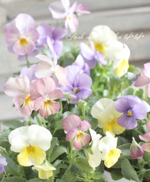 mikarinさま　ＦＲ2♥ スイーツMIXビオラ　Ｈ＆Ｌプランテーション mikarinさま FR2♥ スイーツMIXビオラ H＆Lプランテーション