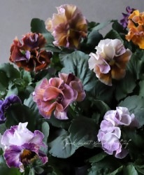 �ե��ѥ󥸡����ե�եꡡ�إͥ������ƥ���