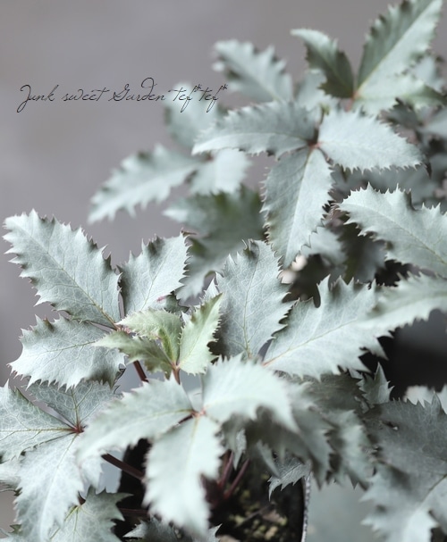 銀葉！クリスマスローズ 原種系ステルニー交雑種 『シルバーダラー