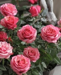 �ߥ˥Х顡�إ��ޥ顦������ʡ�