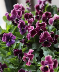 ���إѥ󥸡�����餯���إץ����졼����