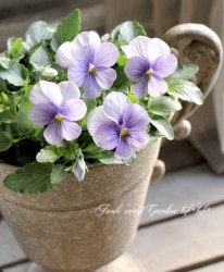 ���ӥ��顦�ӥӡ��إ��ꥢ�饤�ȥ֥롼��