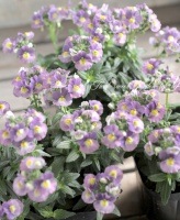 <i>Nemesia caerulea</i><BR><BR>������ݥ��ꥸ�ʥ�<BR>�ɺ��ͥ᥷�����ѥ��ƥ���<BR>�إѡ��ץ���ۥ磻�ȡ�