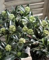 <i>Skimmia japonica</i><BR><BR>Ѵ<BR>ʼߥ<BR>إå 饤ǥ եåɡ