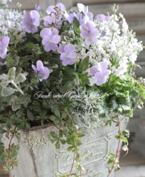 ���ӥ��顡�إإ֥�꡼�֥롼��