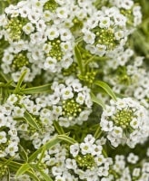 <i>Lobularia hybrid</i><BR><BR>���١����֤��İ�����<BR>�����ꥹ���ѡ�����å���<BR>�إե����ƥ��ʥ��ȡ�