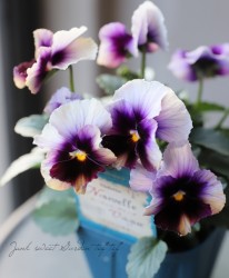 ����ƣ������ȴ�������ɥӥ��顡�إ̡���������������١�