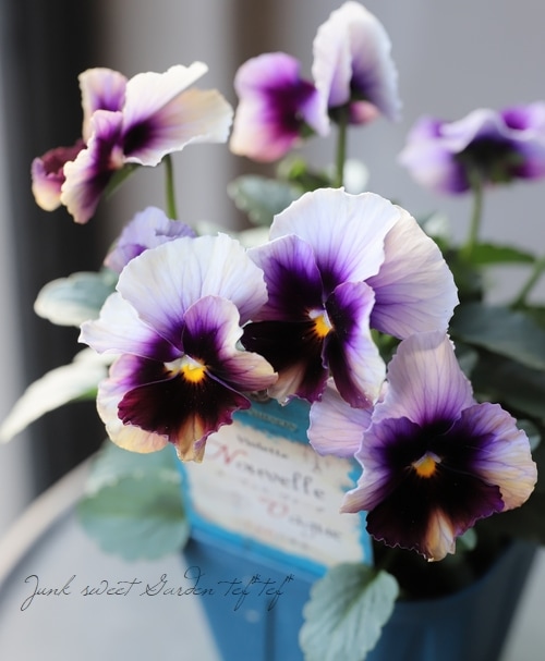 専用 NS1♥ヌーヴェルヴァーグ すみれの革命♥超希少♥花苗ポット