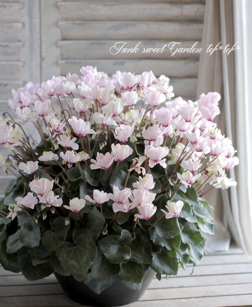 i>Cyclamen persicum Mill</i><BR><BR>八重咲きシクラメン<BR>先が