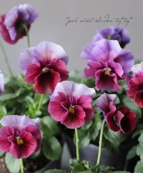 ����臘�������ꥸ�ʥ�ӥ��顡�إ쥤��ܡ���������USA��