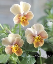 LUXURY SELECTIONtef*tef*ꥸʥ ӥإե⥫١