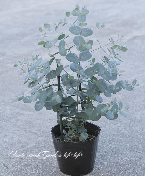 i>Eucalyptus gunnii</i><BR><BR>小さな葉っぱのユーカリ<BR>『グニー