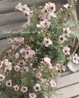 <i>Leptospermum scoparium</i><BR><BR>˶в<BR>֥奦Х