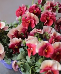 ����臘�������ꥸ�ʥ�ӥ��顡�إ쥤��ܡ���������ARB�١����ץꥳ�åȥ������ӡ�����