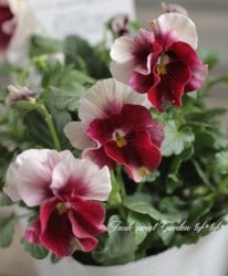 臘ꥸʥӥ顡إ쥤ܡPRB١ԥ󥯥ӡ