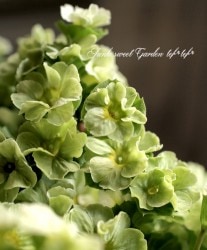 ץ顦֥˥Ķʼإץꥫȥ٥饤॰꡼