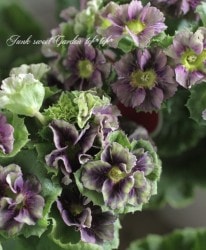 ץ顦֥˥Ķʼإץꥫȥ٥졼ѡץ뿧