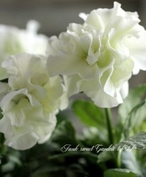 Ȭ�ź餭�ѥ󥸡����إե����꡼���塼��١���礵����إɥ쥹�ǥ��