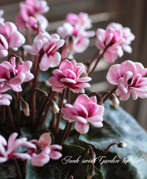 i>Cyclamen persicum Mill.</i><BR><BR>八重咲きシクラメン<BR