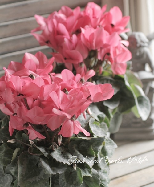 シクラメン i>Cyclamen persicum Mill</i><BR><BR>八重咲きシクラメン<BR