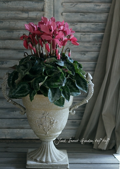 シクラメン i>Cyclamen persicum Mill.</i><BR><BR>八重咲きシクラメン<BR